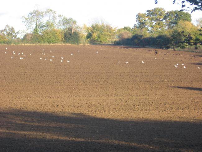 Fields Puckeridge