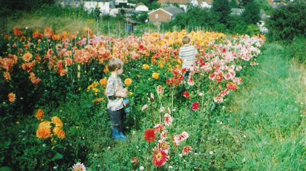The allotments 1